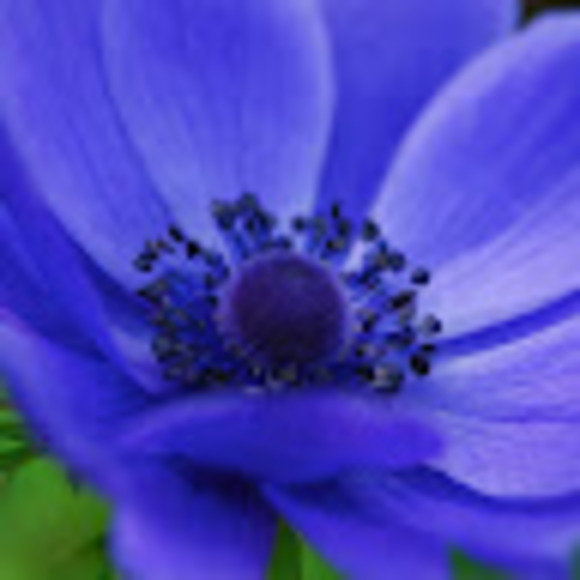 Meet your Posher, Aivery - Picture 1 of 1